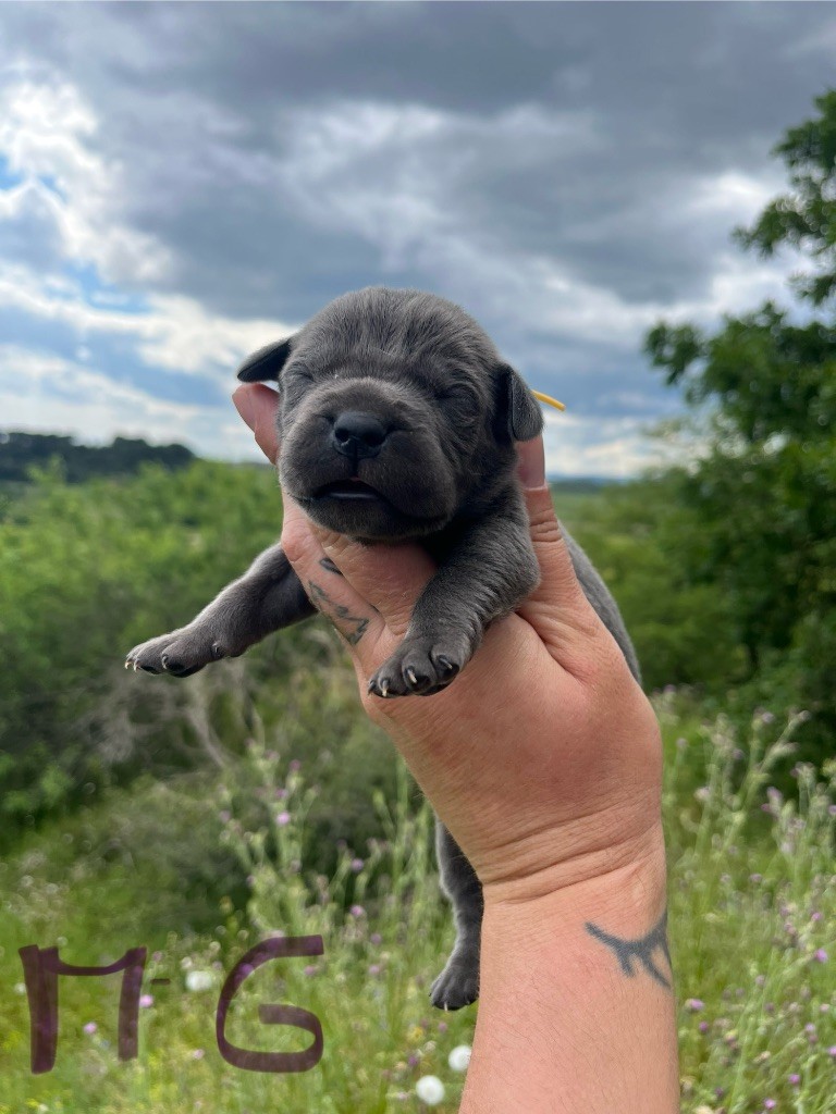 Orev D'Urkya - Chiots disponibles - Cane Corso