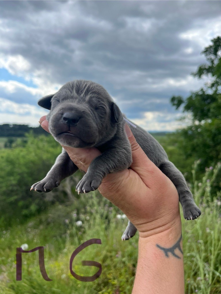 Orev D'Urkya - Chiots disponibles - Cane Corso