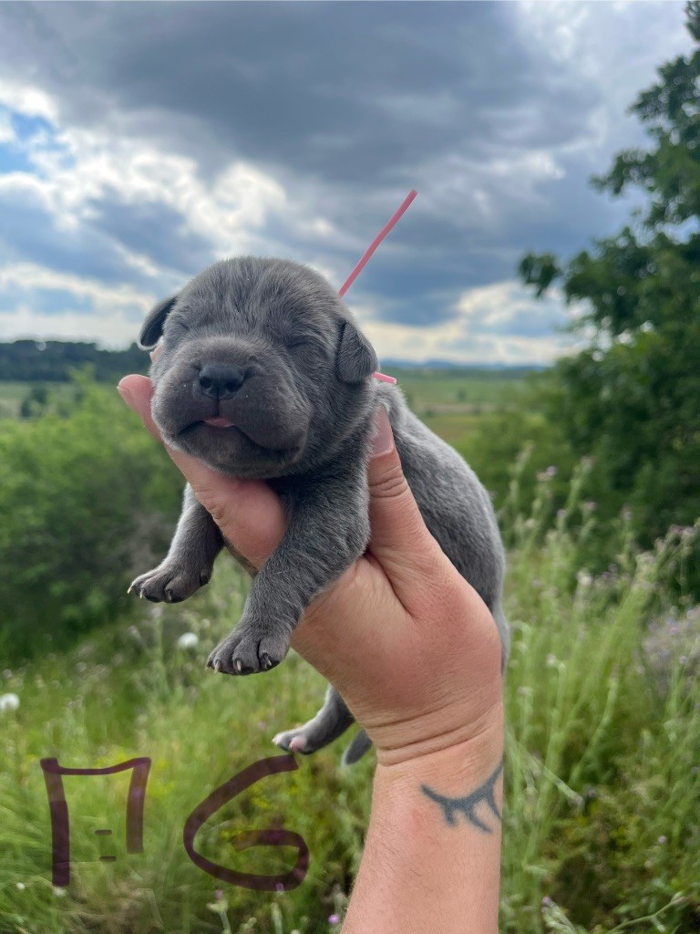 Orev D'Urkya - Chiots disponibles - Cane Corso