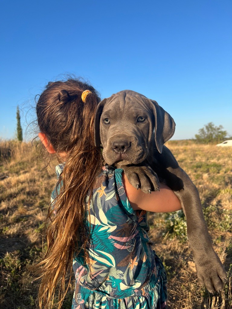 Orev D'Urkya - Chiots disponibles - Cane Corso
