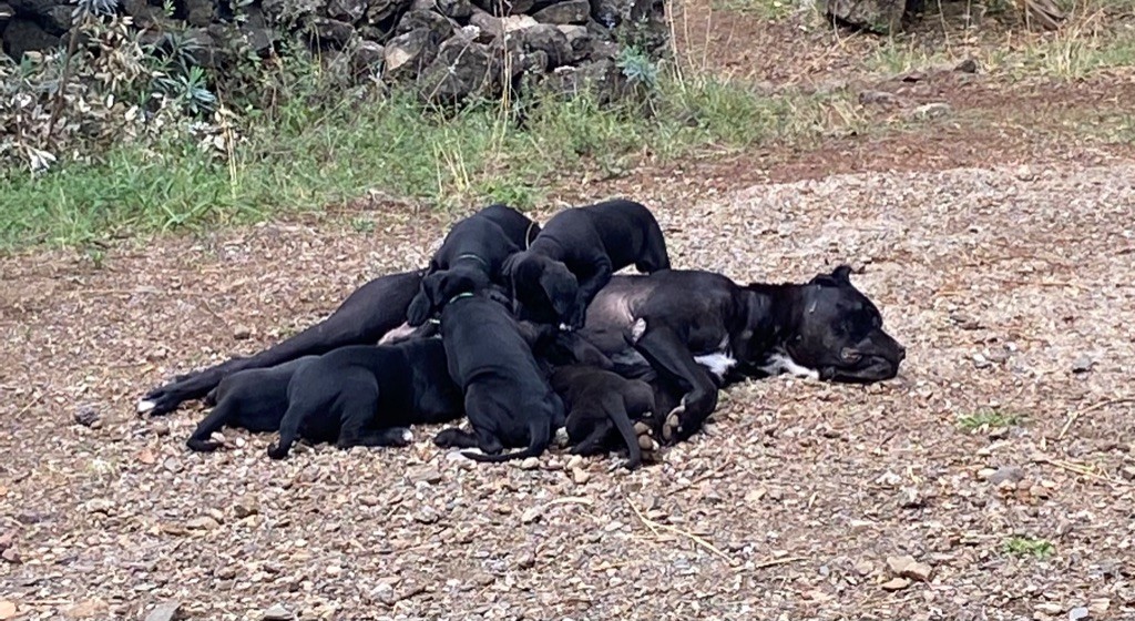 Chiot Cane Corso Orev D'Urkya